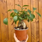 Fikus ženšenový (Ficus microcarpa) ‘GINSENG RETUSA’ - výška 15-20 cm, Ø 20-30 cm, kont. C1L